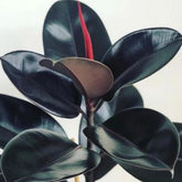 Ficus Elastica Black, with 5.5 inches white decor pot